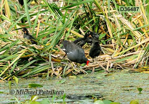 Common Gallinule (Gallinula galeata)